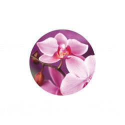 Orchid - Organique