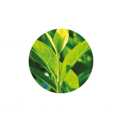 Tee Tree - Organique